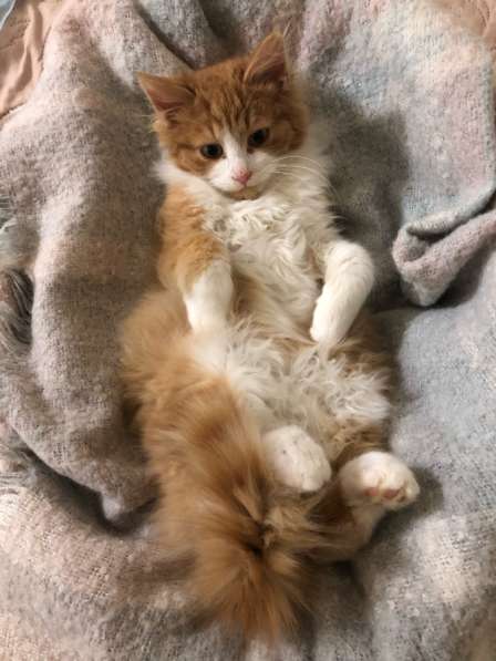 В добрые руки котенька в Москве фото 4