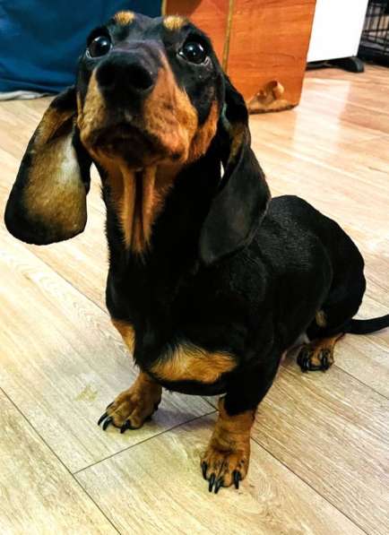 Такса в Уссурийске