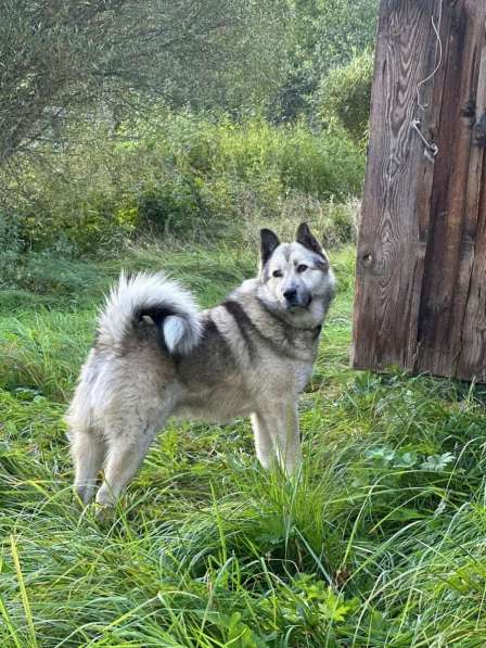 Молодой пёс ждет своего хозяина! в Санкт-Петербурге