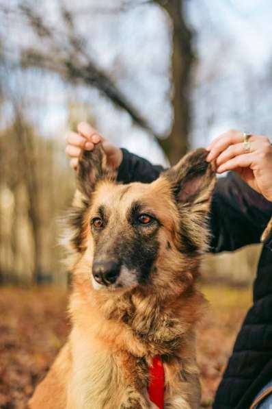 Принцесса Сента ищет дом!