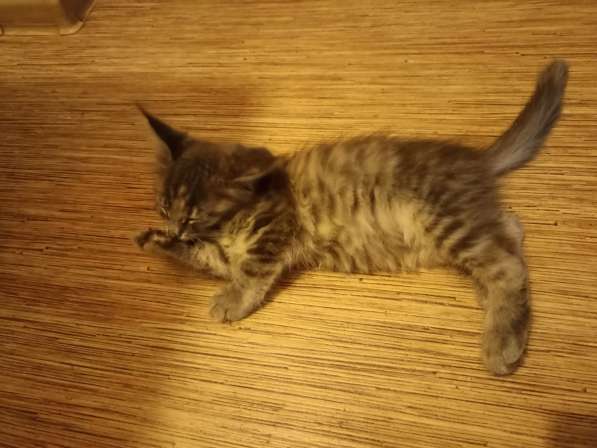 Продам котёнка- мейн-куна, девочку в Череповце фото 3