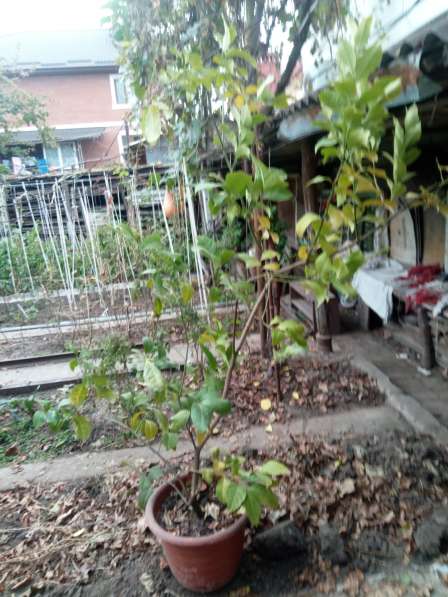 Лимонное дерево