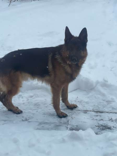 Немецкая овчарка