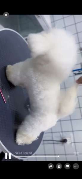 比熊宝宝找家 в Москве фото 3