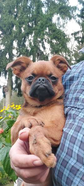 Пти Брабансоны, мальчик в 