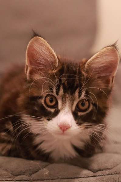 Котенок Мейн-Куна в Кемерове фото 5