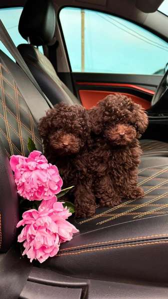 Toy poodle puppies в фото 10