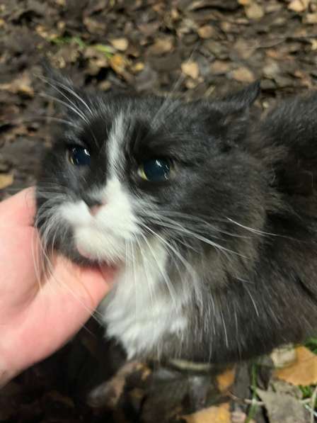 Котейка ищет дом и семью !