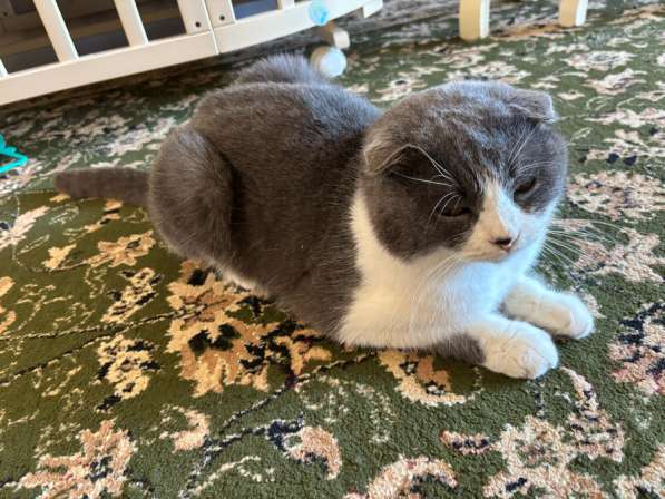 Шотландский вислоухи котенок в Каспийске