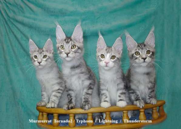 Мейн кун котята питомник Murmurcat Москва в Москве фото 5