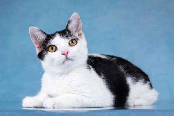 Милый котенок Пончик в добрые руки в Москве фото 5