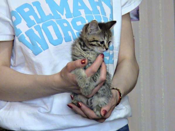 Шотландские котята в Копейске фото 12