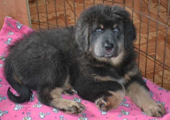 Тибетский мастиф - лучший страж на территории в Москве фото 20