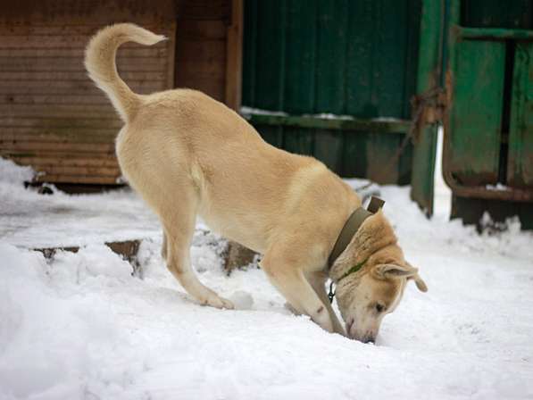 Отличный охранник, молодой домашний пес Алекс в добрые руки в Москве