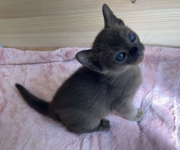 Бурманская девочка в Санкт-Петербурге фото 14