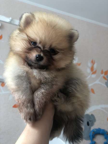 Продаются щенки шпица в фото 25