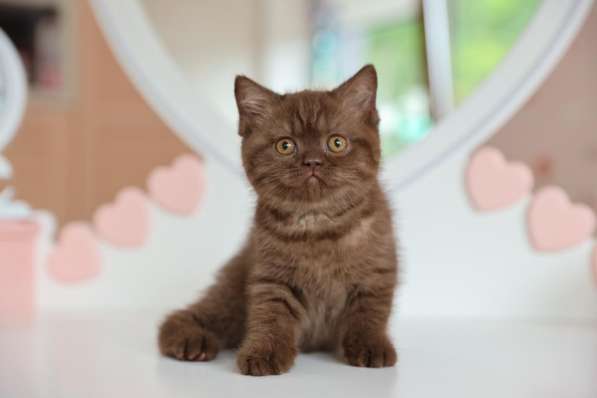 Продается замечательная британская кошечка-котенок в Владивостоке фото 4