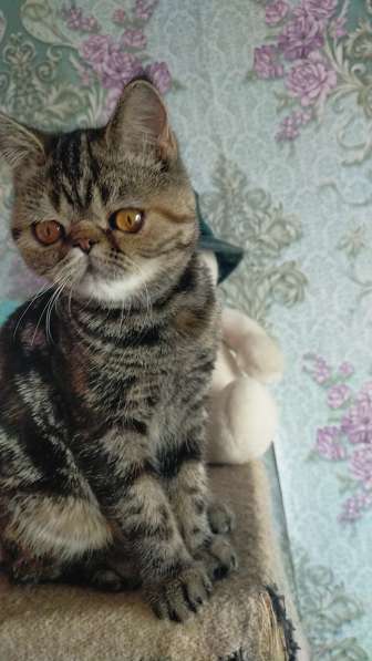 Котенок экзот девочка в Челябинске фото 18