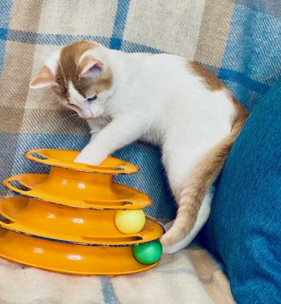 Необыкновенно яркий котенок Сникерс ищет дом в Москве фото 9