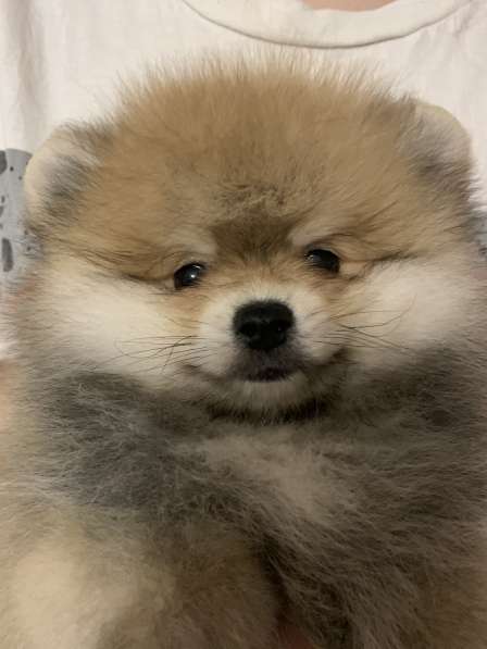 Щенята померанского шпица в Самаре фото 3