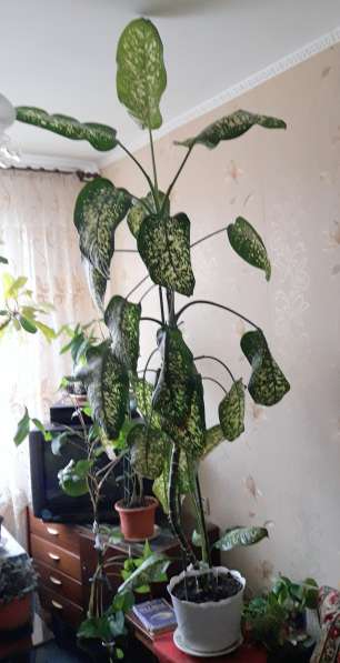 Диффенбахия, комнатное растение в Москве фото 3