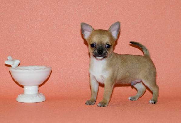 Подарите себе счастье в Москве фото 8