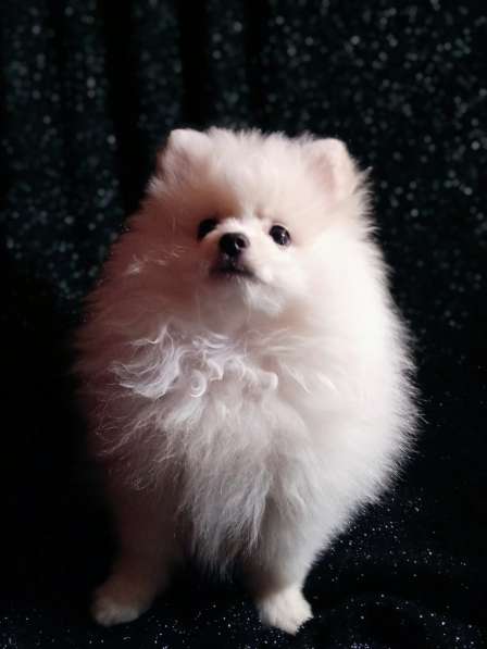 Продается белоснежный щенок померанский шпиц в фото 6