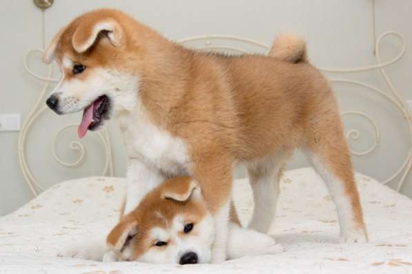 Щенки акита ину в фото 10