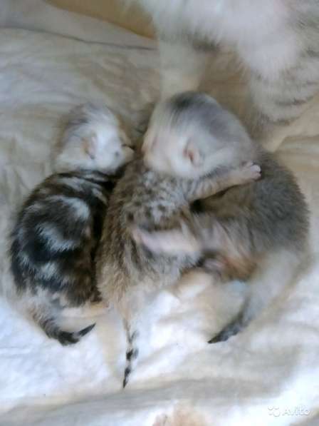 Шотландская серебряная девочка в Симферополе фото 7