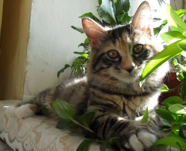 Высокопородные котята - кошечки Курильского бобтейла в Иркутске фото 3