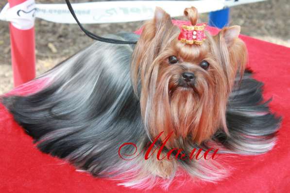 Щеки Йоркширского терьера. Девочка супер мини в Москве фото 10