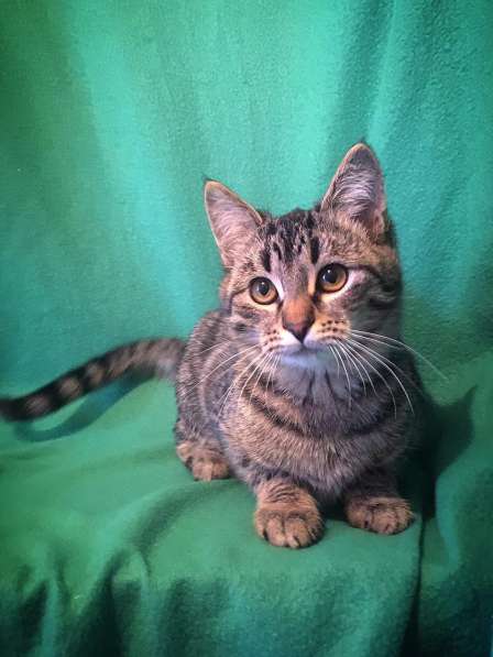 Ариша ищет семью! В любящие руки! в Москве фото 12