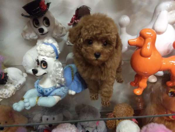 Очаровательные щенки миниатюрного и той-пуделя в Москве
