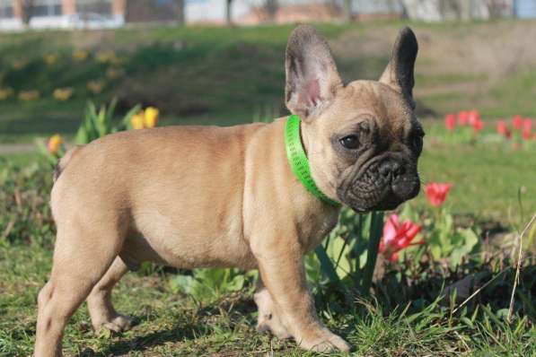 French bulldogs for sale в фото 6