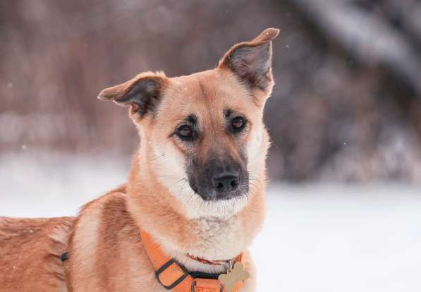 Ласковая Рейна ищет семью!