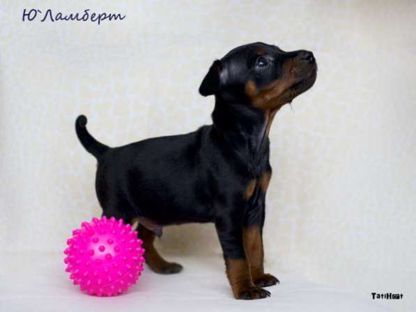 Щенки Цвергпинчера в Санкт-Петербурге фото 3