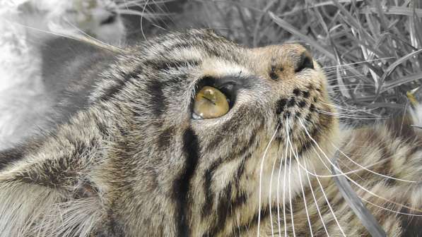 Мейн-кун в Москве