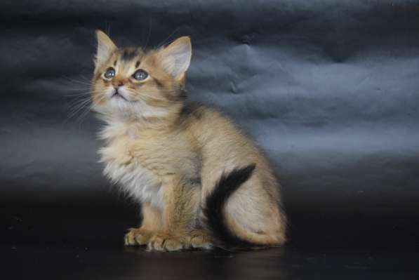 Котята сомалята в Оренбурге фото 3
