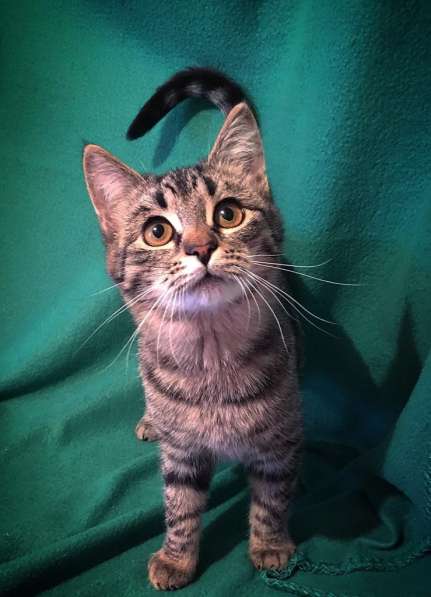 Ариша ищет семью! В любящие руки! в Москве фото 13