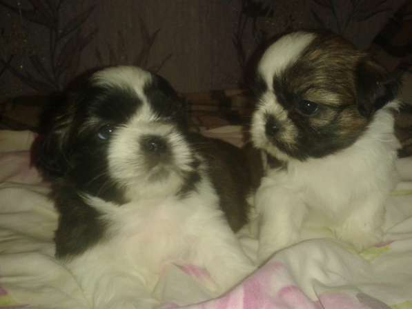 Щенки Ши-тцу в Истре фото 8