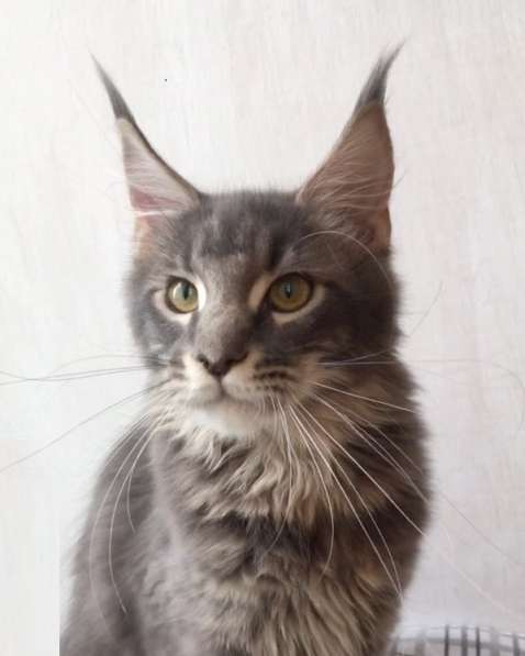 Котята мейн-кун из питомника в Ачинске фото 5