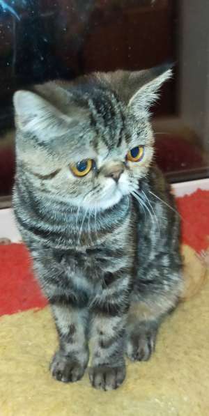 Котенок экзот девочка в Челябинске фото 20