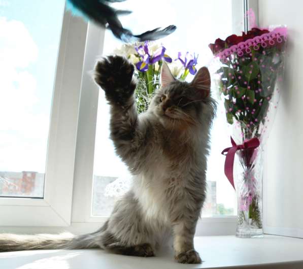 Свободны шикарные котята мэйн-кун редких окрасов в Ярославле фото 8