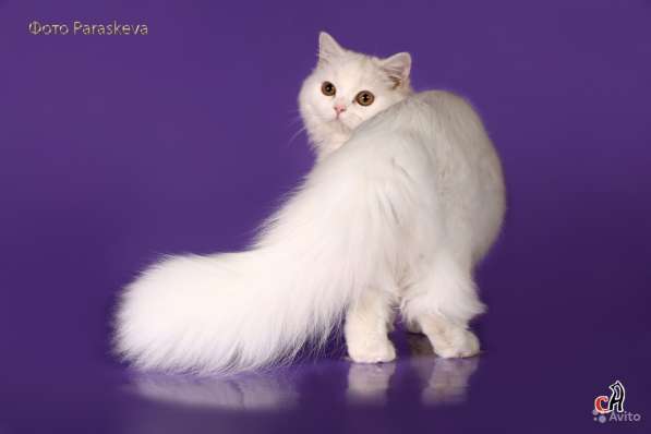 Котенок - счастье в дом в Санкт-Петербурге фото 6