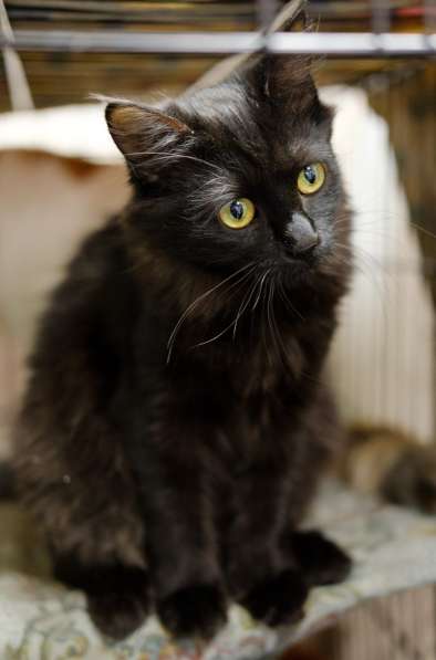 Элегантная Джейн Ли ищет себе друга в Москве фото 5