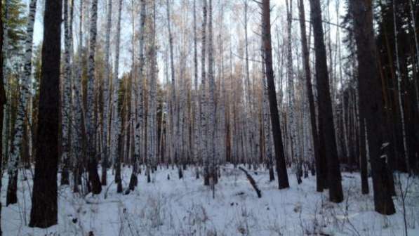 Земельные участки с лесом в Екатеринбурге фото 5