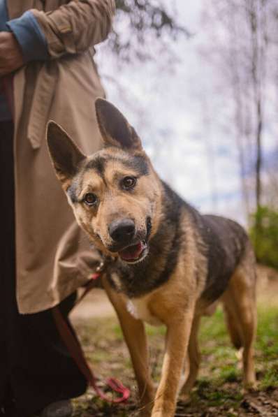 Овчарка Джефф в добрые руки в Москве фото 8