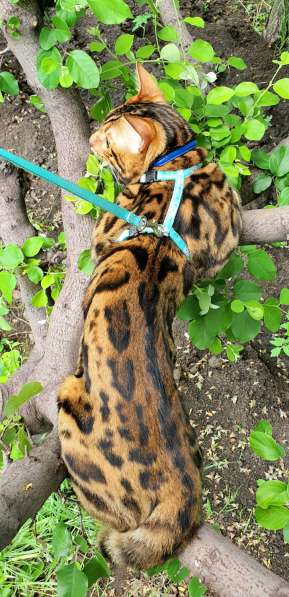 Бенгальские котята, шикарная кошечка, документы WCF, питомн в фото 10