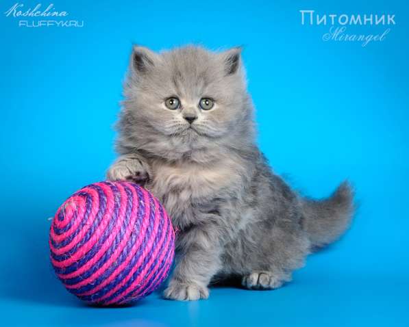 Британские длинношерстные котята 1,5 месяца в Москве фото 3