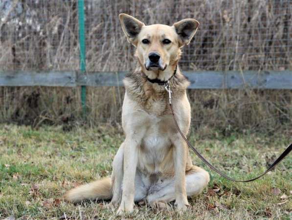 Собака, которая познала Дзен ищет дом в Москве фото 3